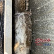 Duct cleaning to remove dead squirrel