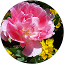 sylvia forsen profile picture