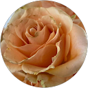 Emily Hoelscher-Nesheim profile picture