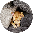 Brittany Harvey profile picture